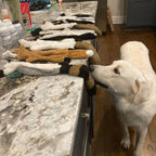 Funny Simulated Animal No Stuffing Dog Toy with Sneakers Durable Stuffingless Plush Squeaky Dog Chew Toy Crinkle Pet Squeak Toy