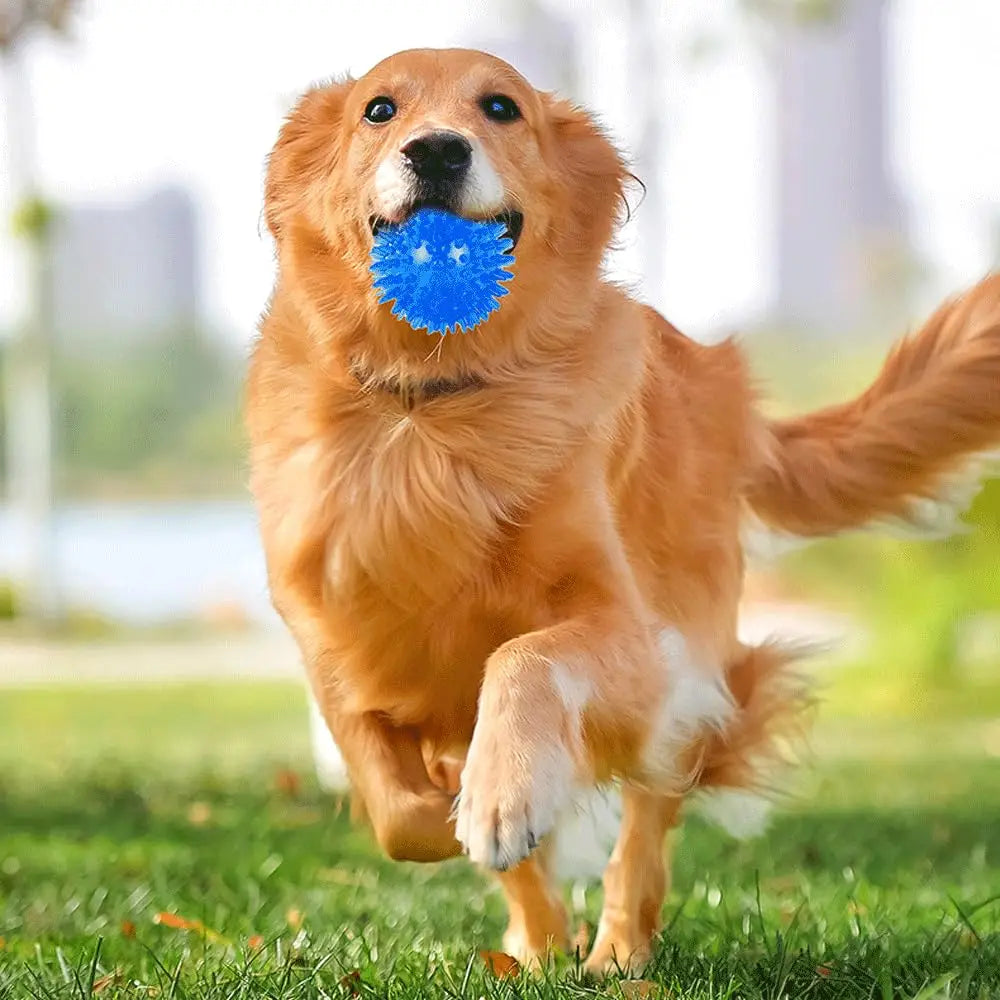 Conjunto 3/6 Bolas Squeaky para Cães – Brinquedos Flutuantes de Limpeza Dentária