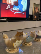 Universal Capsule Removable Cat Bed, Sleeping Nest, Transparent Cat House Cover, All-Season Universal Kitten Hammock