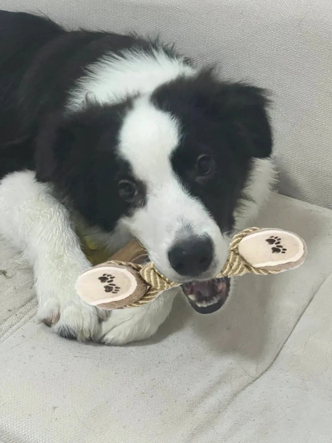 1 piece of indestructible teeth cleaning toys, durable dog teeth toy, cat and dog teeth cleaning supplies.