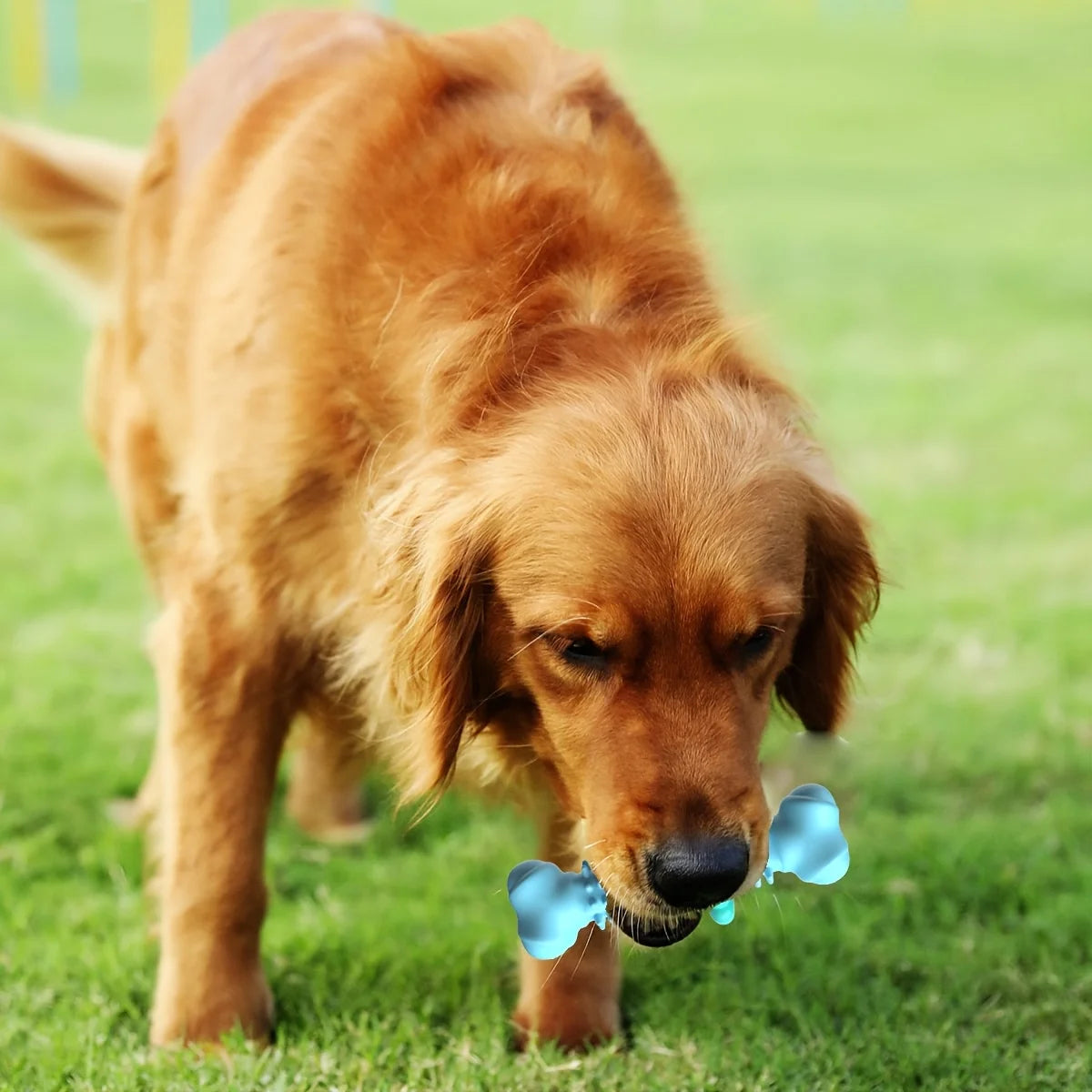 Osso de Mastigação Ultra‑Resistente para Cães – Efeito de Limpeza Dentária